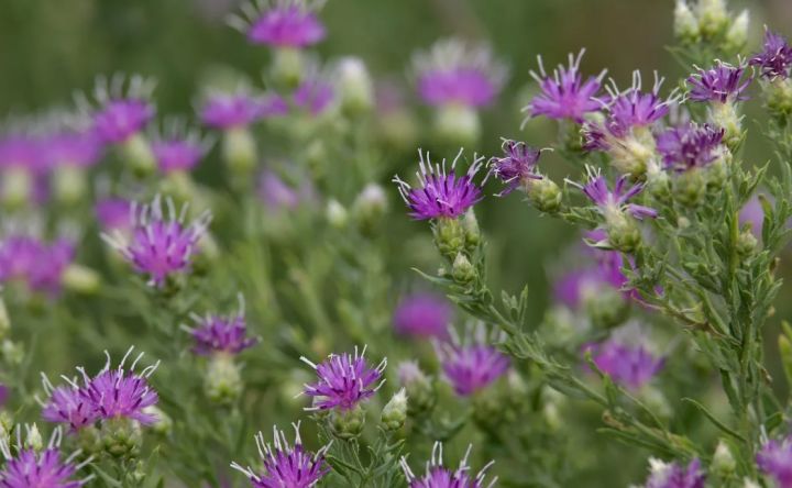 В ЛНР завезли сорняк, угрожающий урожаю: поля начинают помещать в «карантин»