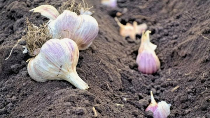 По Лунному календарю и давним поверьям. Названы лучшие даты для посадки чеснока в 2024 году