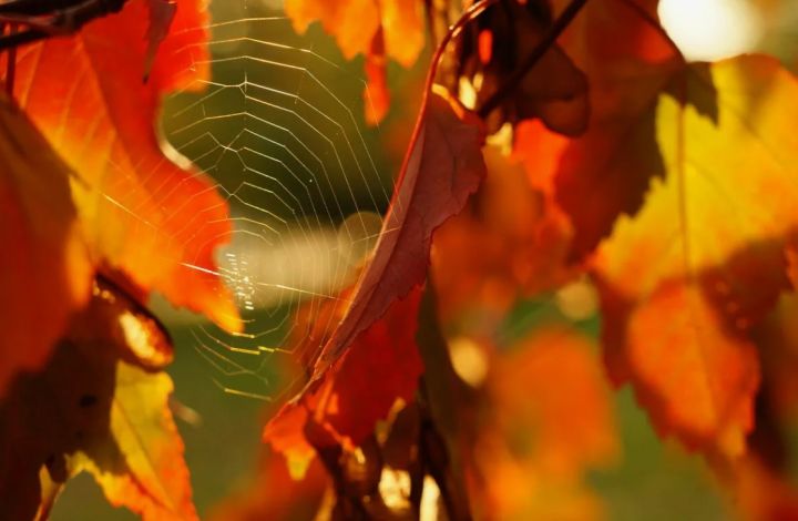 Бабье лето в разгаре: прогноз погоды в ЛНР на 7 октября