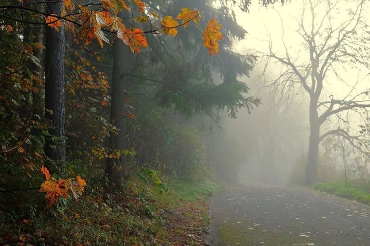 Сезон туманов открыт: синоптики рассказали о погоде в ЛНР на 11 октября