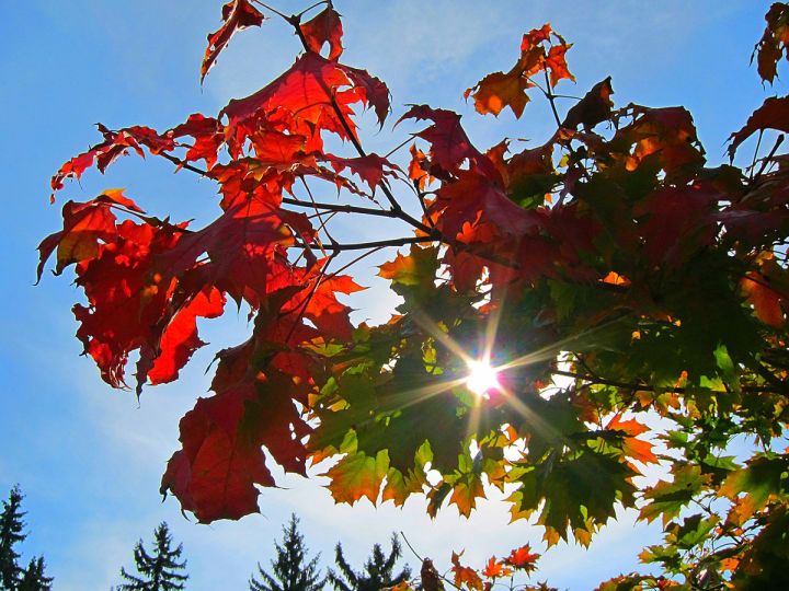 Последние тёплые дни: синоптики сделали прогноз погоды в ЛНР на 12 октября