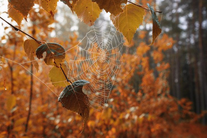 Бабье лето на пороге? Синоптики сделали прогноз погоды на 22 октября