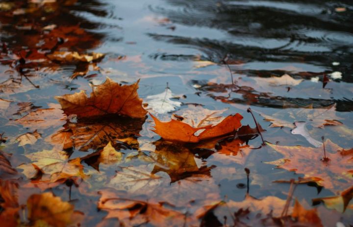 Ночные заморозки и дневной дождь обещают синоптики в ЛНР: прогноз погоды на 25 октября