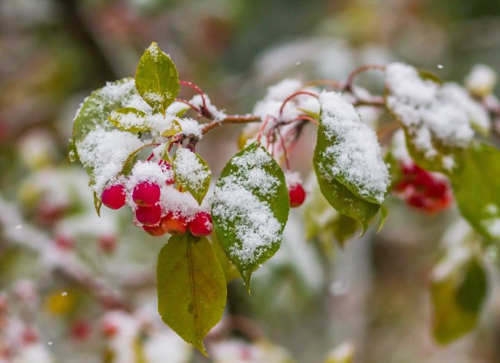 Первый снег может накрыть Ростовскую область уже в начале ноября: какая погода ожидается в ЛНР?