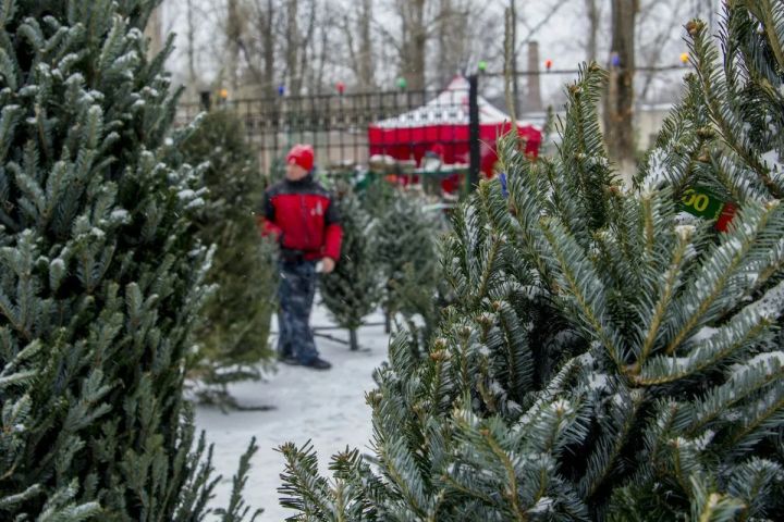 Праздник не дешёвый: во сколько жителям ЛНР обойдётся покупка ёлки в 2024 году?
