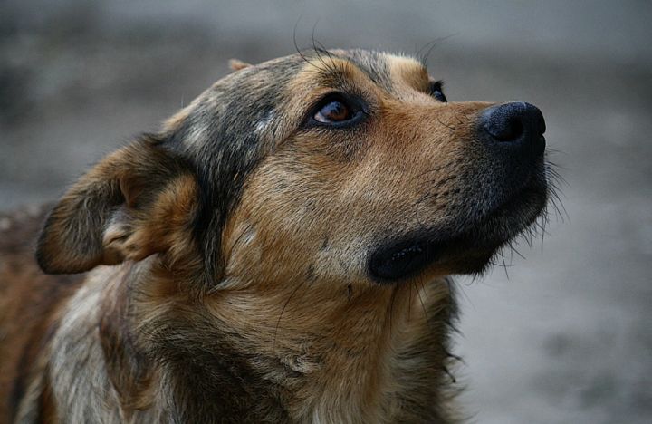Луганские подростки бросали петарды в бездомных собак и снимали всё на камеру