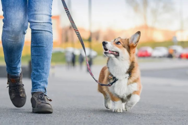 В России начали действовать серьёзные штрафы для хозяев собак: наказание грозит за мельчайшие нарушения в их содержании