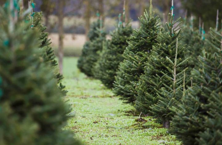 Лесхозы ЛНР начали продавать новогодние ёлки: где купить дерево по цене ниже рыночной?