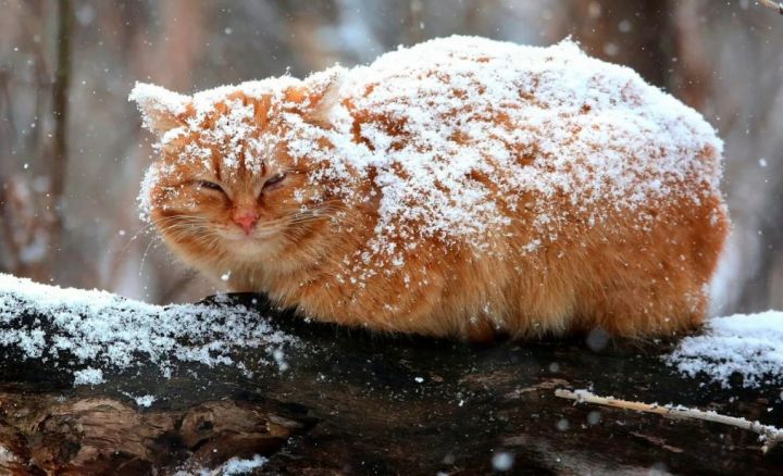 Сильный ветер и мороз: прогноз погоды в ЛНР на 15 декабря