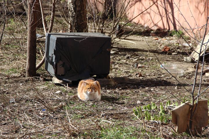 Животные на улице Суходольска: как облегчить им жизнь