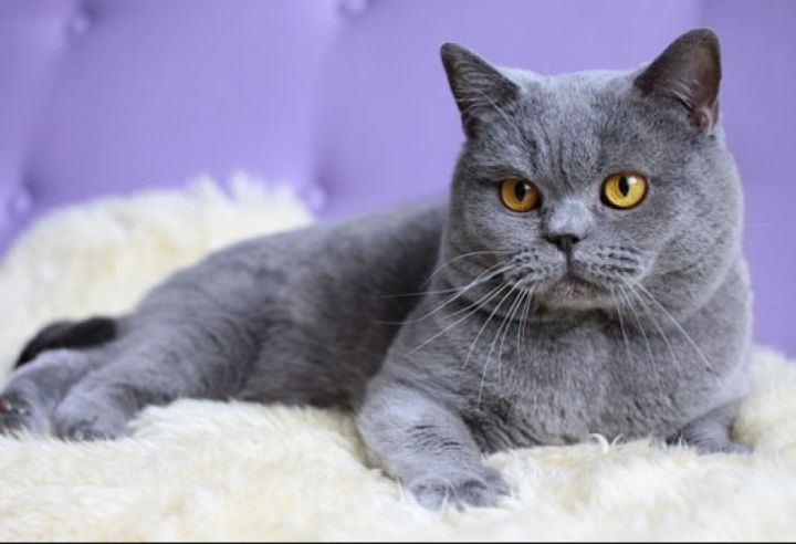 Стерилизация животных –  жестокость или необходимость?