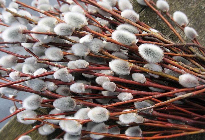 Праздник Вербного воскресенья: нельзя стирать, расчесываться и есть черный хлеб