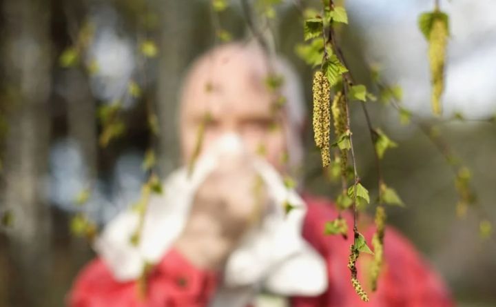 Аллергия усилится: в ЛНР ожидается высокая активность пыльцы берёзы