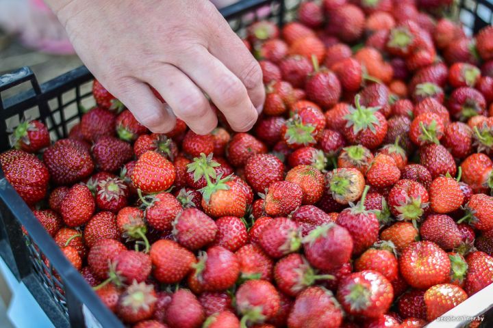 Всему виной заморозки: цена клубники в этом году может превысить 500 рублей