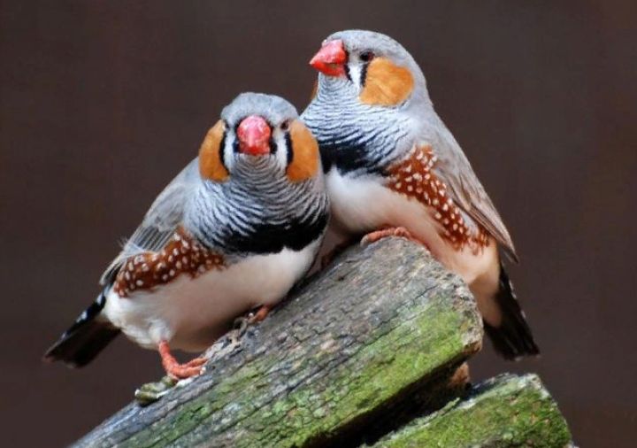 В Свердловске состоится выставка певчих и декоративных птиц