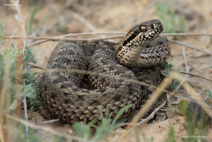 Змеи активизировались:  нападают на животных и людей