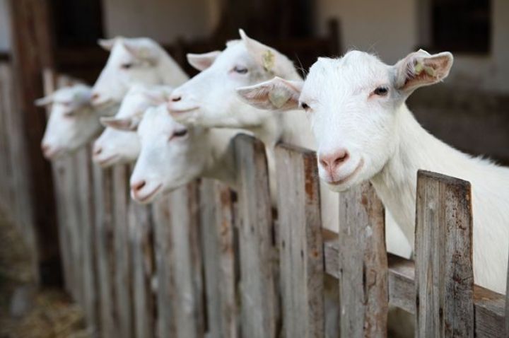 В посёлке Нагольно-Тарасовка женщина получила ожоги, спасая коз