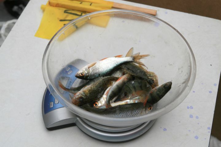 В реке Деревечка взвесили рыбу