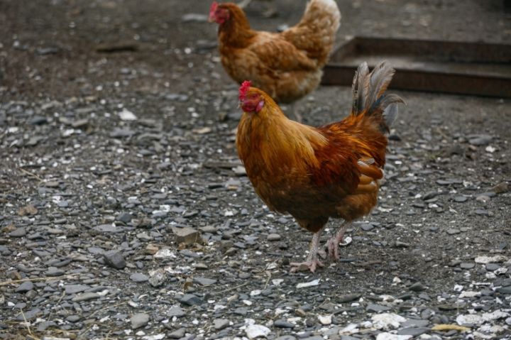 В Стаханове мужчина, спасая кур от пожара, получил ожоги