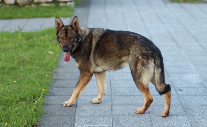 В Мариуполе планируют открыть приют для животных