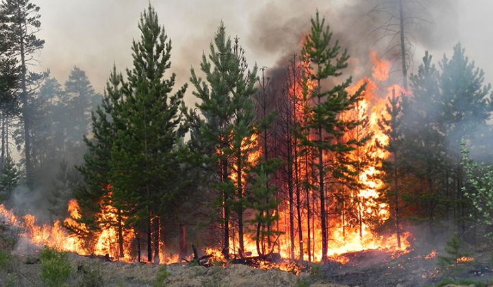В ЛНР продолжаются пожары