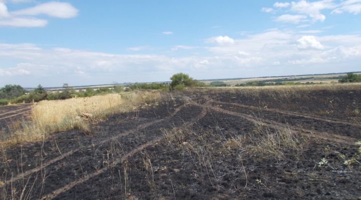 В Кировском районе выгорело пшеничное поле