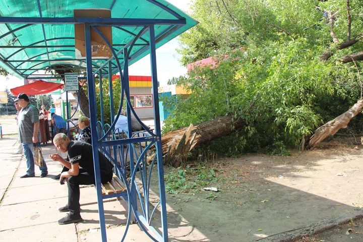 На автовокзале Краснодона упало дерево: пострадавших нет