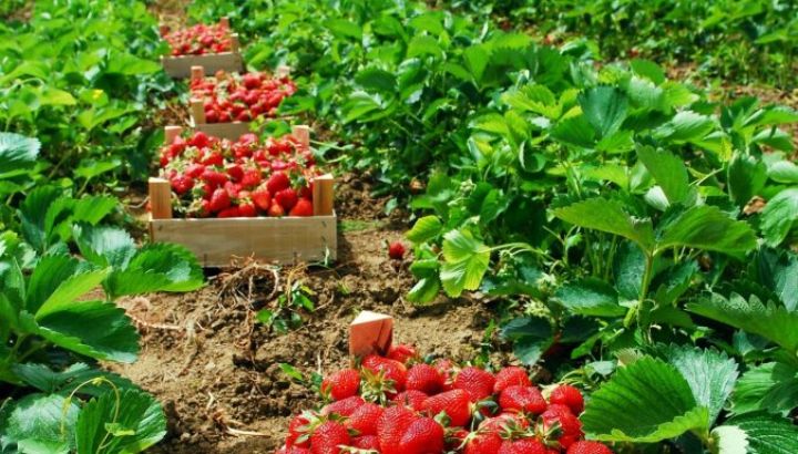 Минагропром ДНР ведет переговоры по прямым доставкам сехозтехники из Белоруссии