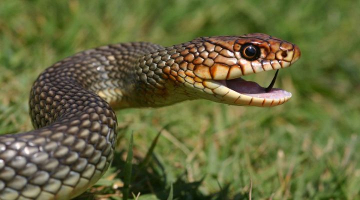 Спасатели Кировска спасли местную жительницу от змеи