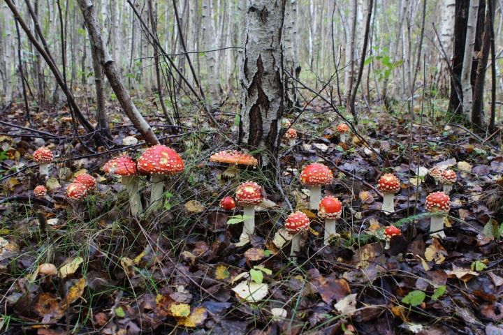 Жительница села Бобриково отравилась дикорастущими грибами