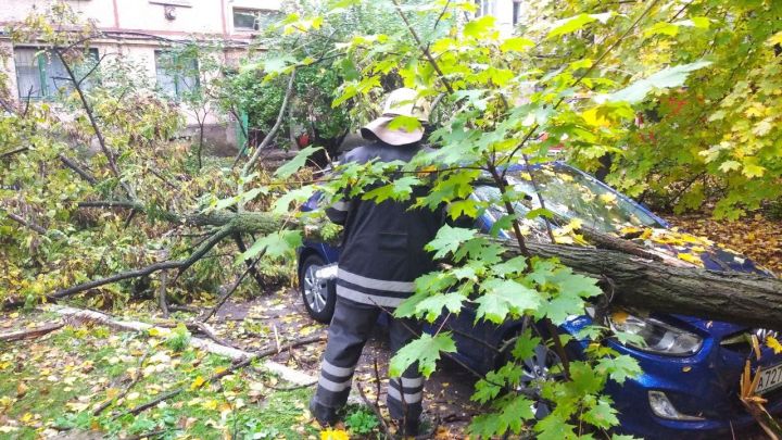В Луганске старое дерево упало на крышу авто