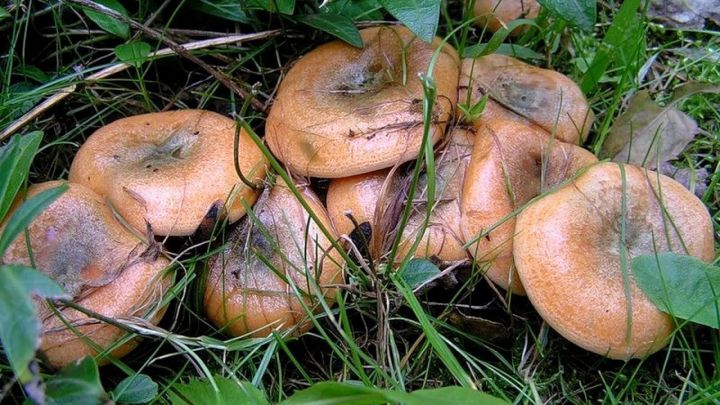 В Антраците женщина отравилась дикорастущими грибами