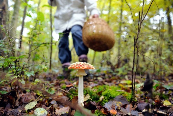 Четверо жителей Стаханова отравились грибами