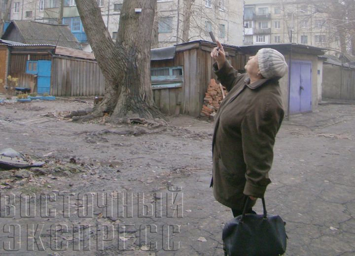Аварийное дерево в Червонопартизанске ждет своего часа