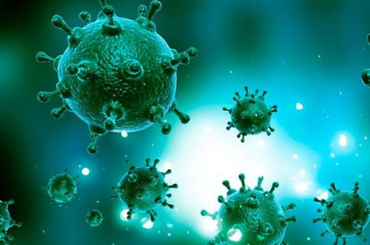 Случаи свиного гриппа выявили в 74 регионах России: чем он схож с ковидом?