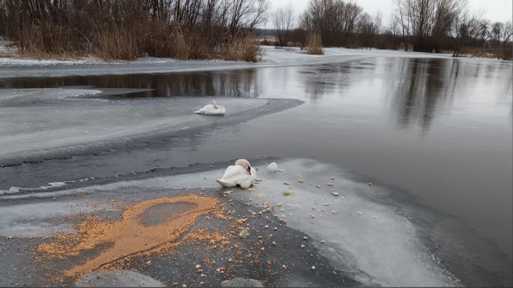 Сотрудники МЧС освободили лебедя, вмёрзшего в лёд на реке Айдар