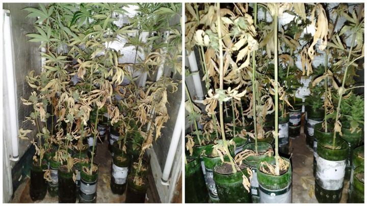 Жителю Славяносербского района грозит срок за хранение 5 кг конопли