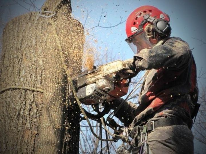 В Луганске проходит обрезка аварийных деревьев