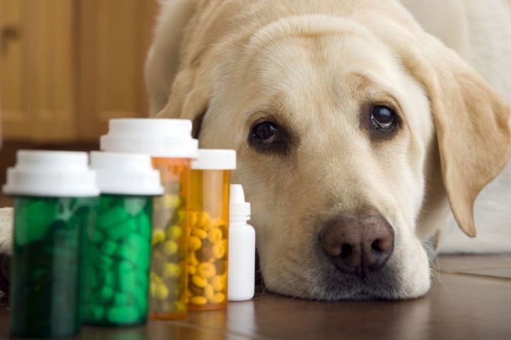 Россельхознадзор разъяснил жителям ЛНР, какие ветпрепараты нельзя продавать в Интернете