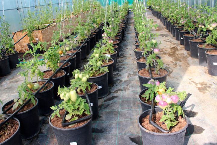 Российские селекционеры вывели сорт томатов, который поможет в борьбе с холестерином