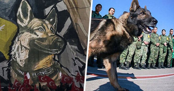 История пса Протео, спасшего двух младенцев из-под завалов в Турции ценой собственной жизни