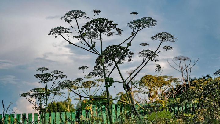 «Сорняк-убийца» выходит на тропу войны с раком: как ученые превратили борщевик в лекарство
