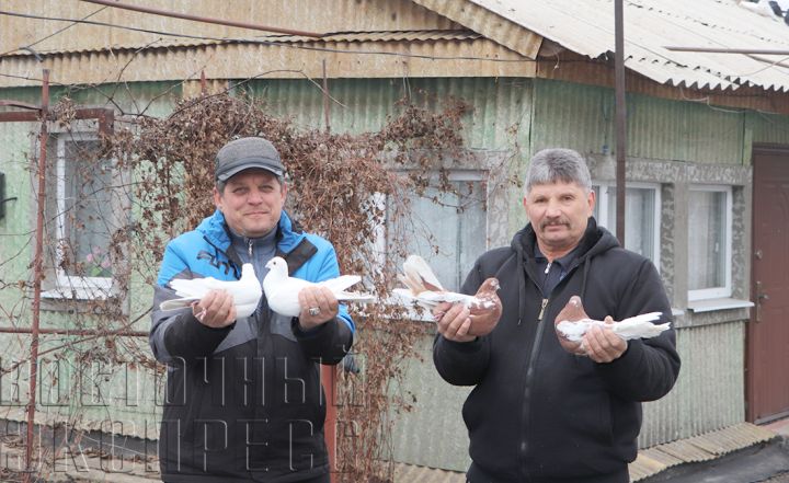 Голуби – главные мусорщики Свердловска или прекрасное создание природы?