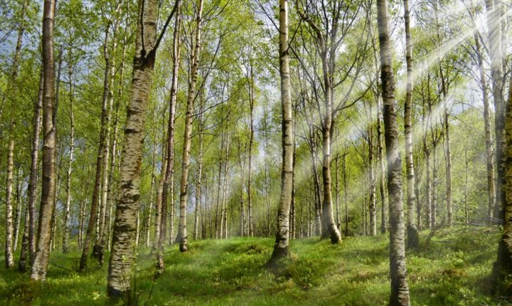 Жить станет легче: в России разработали вакцину от аллергии на берёзовую пыльцу