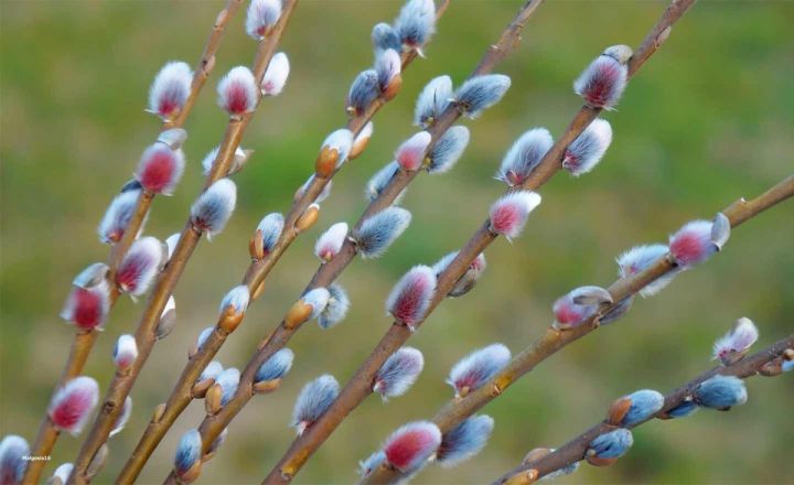 Вербное воскресенье 2023: зачем нужно съесть почку от вербы и почему не стоит веселиться?