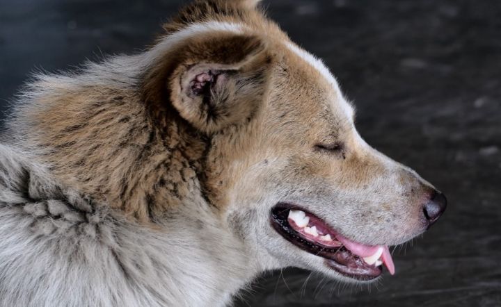 В Иркусткой области бездомные собаки загрызли 63-летнего мужчину