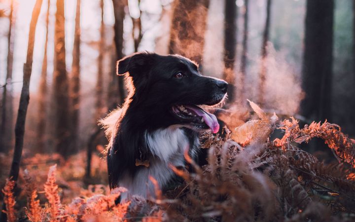 Россиян могут начать штрафовать за выгул собак без присмотра в размере МРОТ 