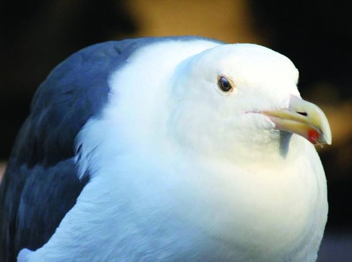 Жирную чайку приняли за беспилотник в Петербурге