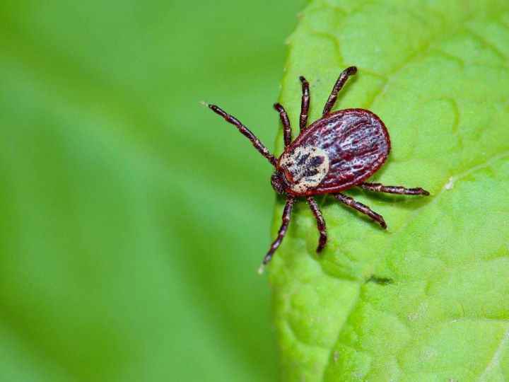 Причин для беспокойства нет: Роспотребнадзор развеял мифы о клещах, переносящих чуму