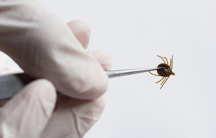 Клещи атакуют: как обезопасить себя и своих близких